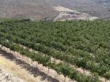 Vineyard of Crete.jpg