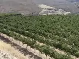 Vineyard of Crete.jpg